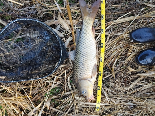 コイの釣果