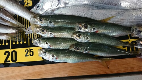 アオアジの釣果