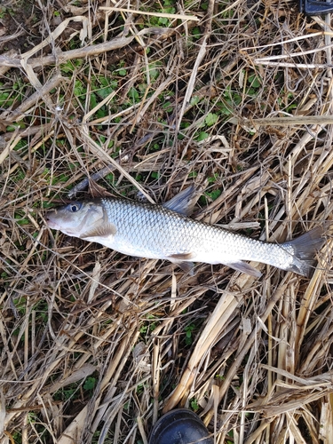 ニゴイの釣果