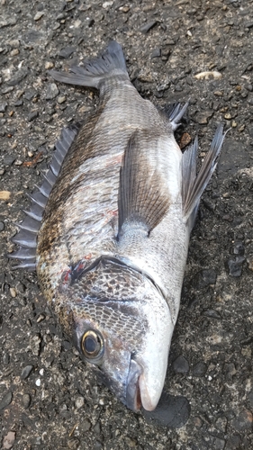 チヌの釣果