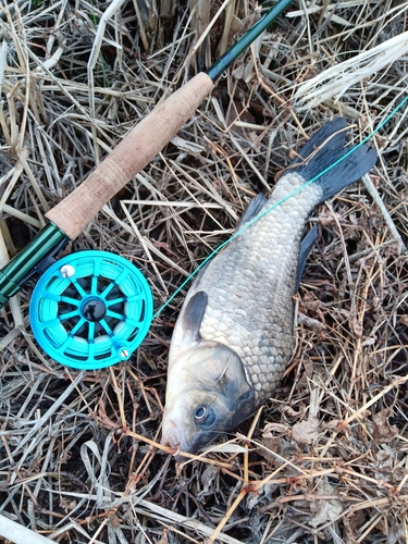 コイの釣果