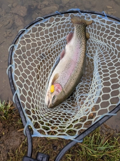 ニジマスの釣果