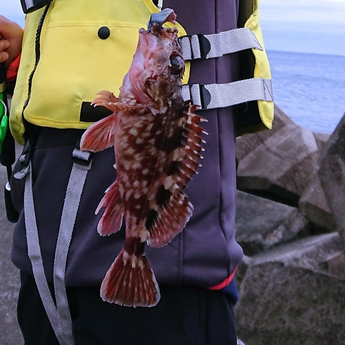 アラカブの釣果