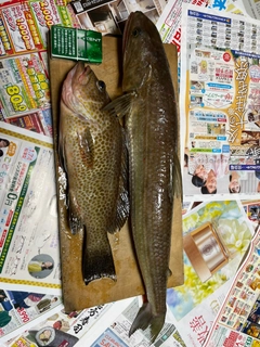 オオモンハタの釣果