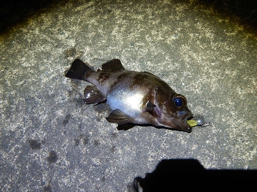 シロメバルの釣果