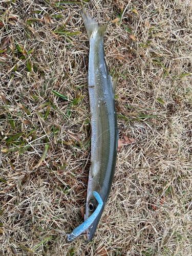 カマスの釣果