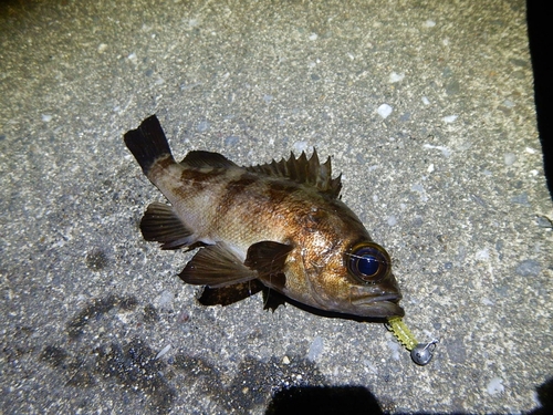 アカメバルの釣果