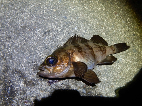 アカメバルの釣果