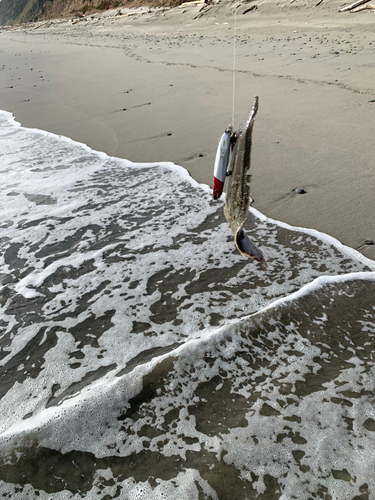 シタビラメの釣果