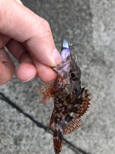 カサゴの釣果