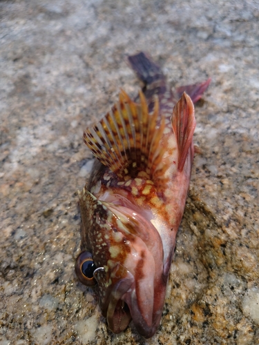 カサゴの釣果