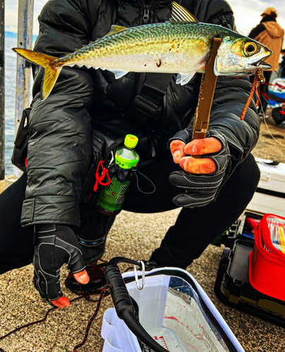 サバの釣果