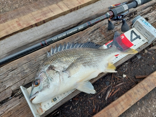 キビレの釣果