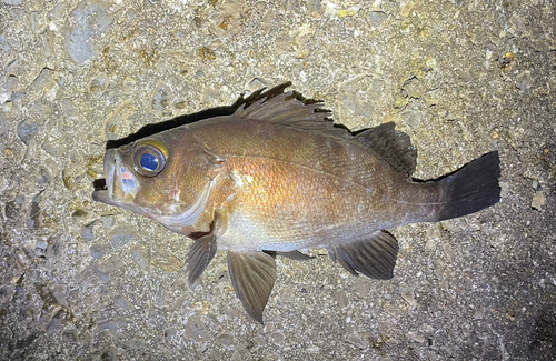 メバルの釣果