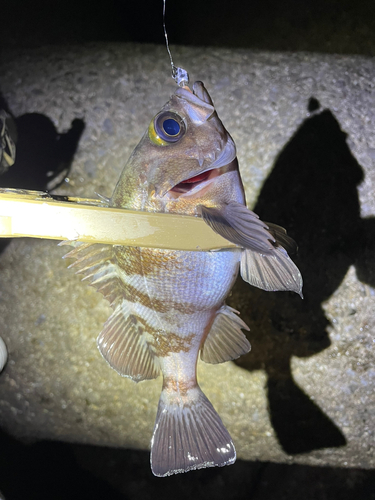 メバルの釣果