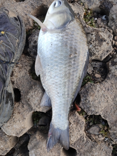 フナの釣果