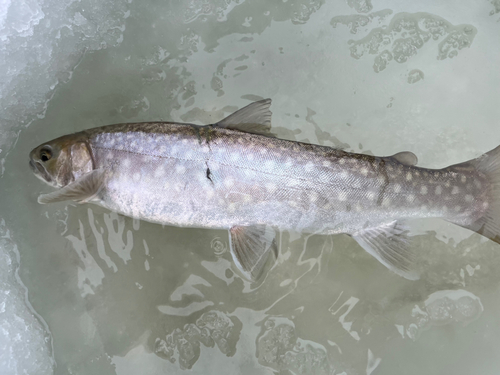 アメマスの釣果