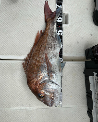 マダイの釣果