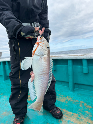 シロアマダイの釣果