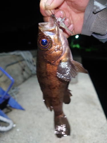 メバルの釣果