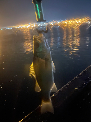 セイゴ（マルスズキ）の釣果