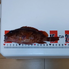 カサゴの釣果