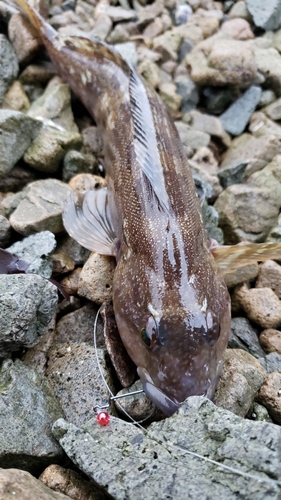 アイナメの釣果