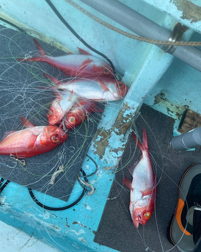 キンメダイの釣果