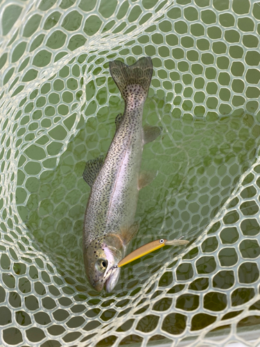 ニジマスの釣果