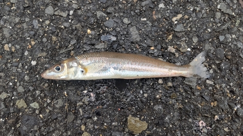 キスの釣果