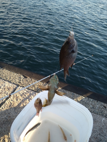 アナハゼの釣果