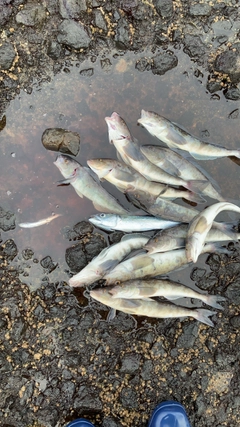 ホッケの釣果