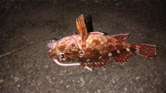 アラカブの釣果