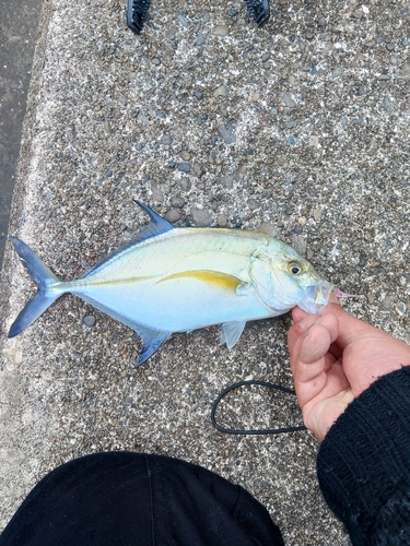 カスミアジの釣果