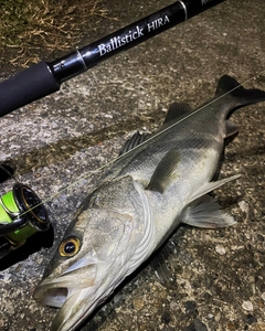 マルスズキの釣果