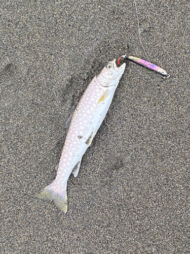 アメマスの釣果