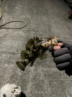 ベッコウゾイの釣果