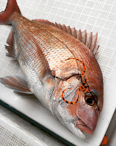 タイの釣果