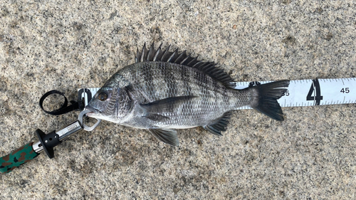 クロダイの釣果