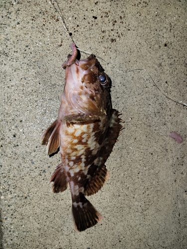 ガシラの釣果