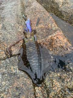 アオリイカの釣果