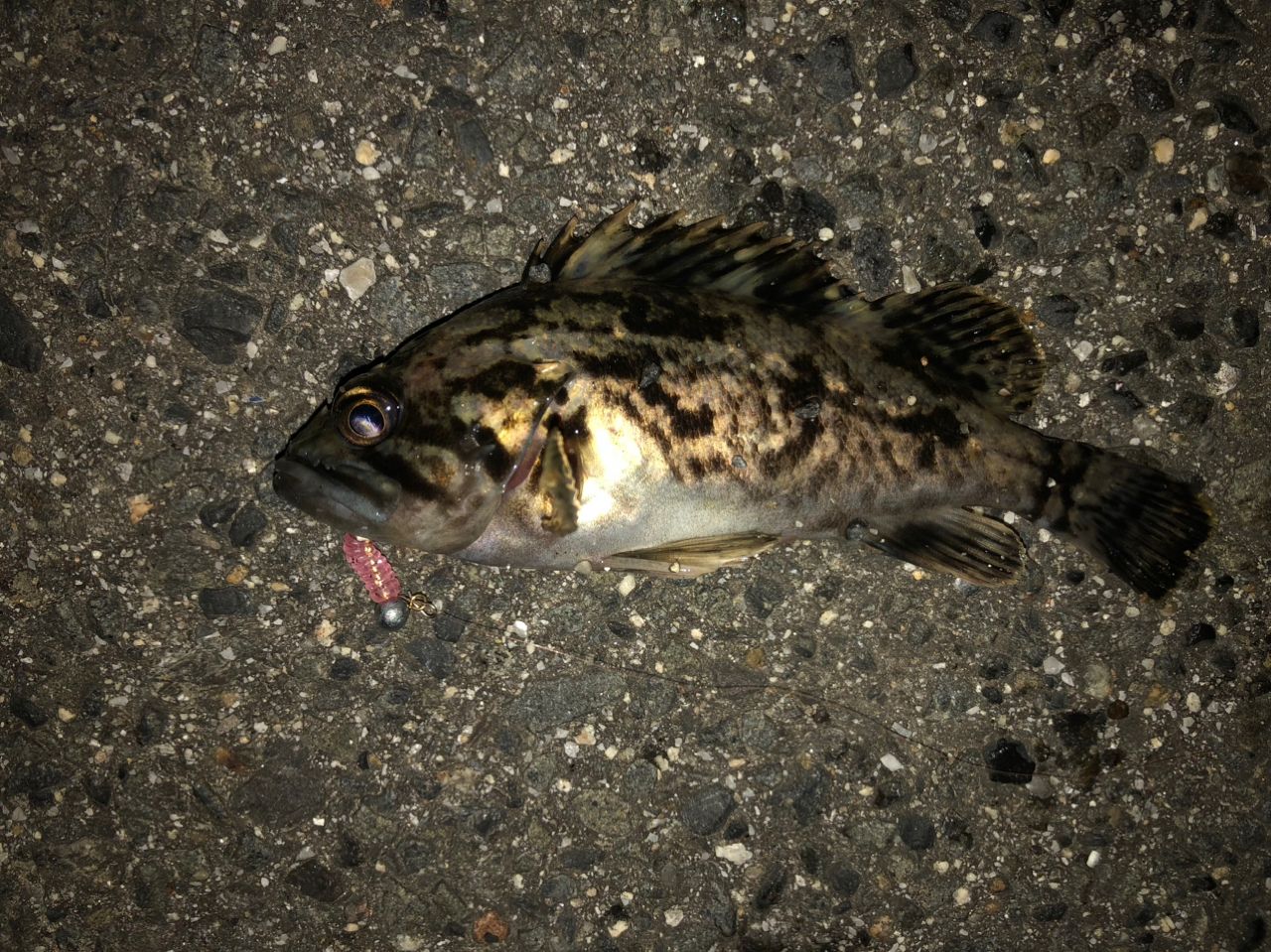 タケノコメバル