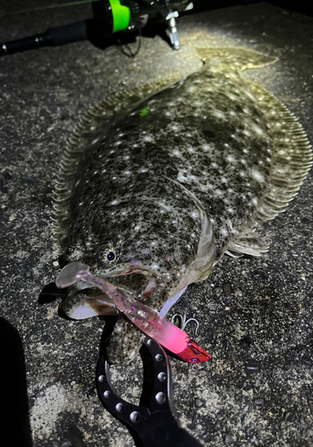 ヒラメの釣果