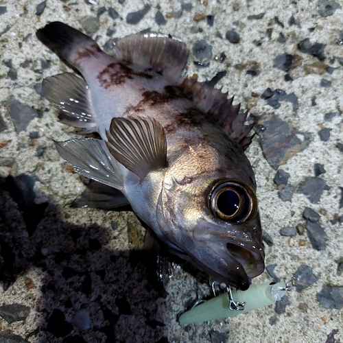 メバルの釣果