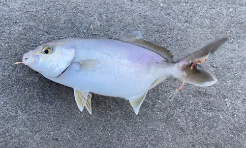 ショゴの釣果