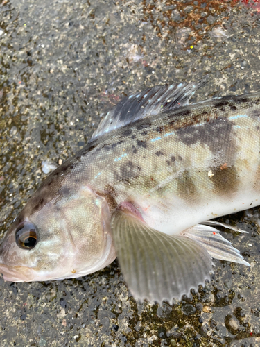 ホッケの釣果