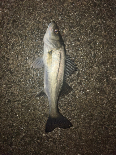 セイゴ（マルスズキ）の釣果