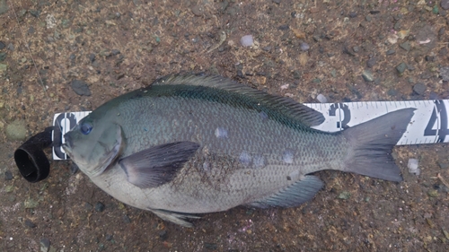 クチブトグレの釣果