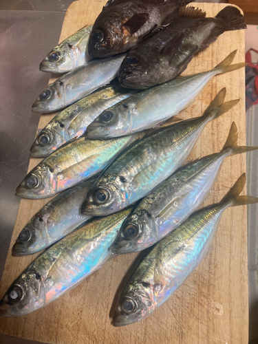 マアジの釣果