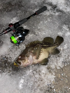 シマソイの釣果